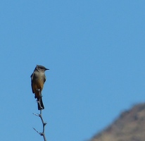 Say's Phoebe